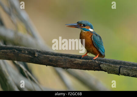 Weiblicher Eisvogel / Eisvogel (Alcedo Atthis) stehend auf Baumwurzeln ruft laut, natürlichen Hintergrund. Stockfoto