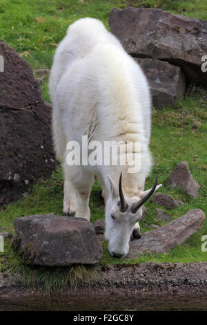 ROcky Mountain Goat Weiden am Bach Stockfoto