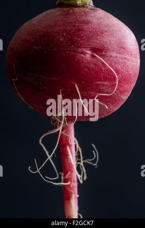 Nahaufnahme einer Rettich auf schwarz Stockfoto
