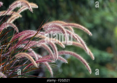Purple Fountain Grass Zierpflanze im Garten Landschaftsbau Closeup Stockfoto