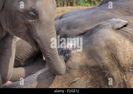 Asiatische Elefantenbaby mit schlafenden Mutter Elefant Closeup Portrait Stockfoto