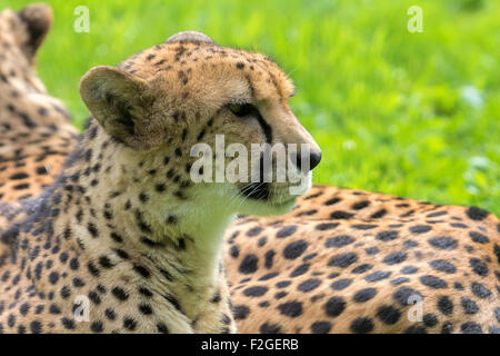 Gepard Festlegung ruhen Closeup Portrait Stockfoto