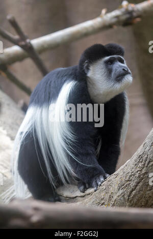 Black And White Colobus Affen auf Ast sitzend und blickte Portrait Stockfoto