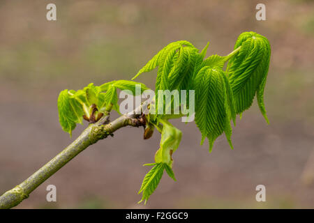 Rosskastanie Blätter Eröffnung im Frühjahr. Stockfoto