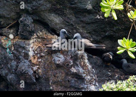 Schwarzer Noddy (Anous Minutus) Nest mit Ei auf Meer-Stacks in der Nähe von Black Sand Beach im Waianapanapa State Park, Maui, Hawaii im August Stockfoto