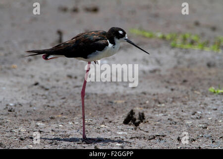 Schwarzhals-Stelzenläufer (Himantopus Mexicanus) auf einem Bein am Kealia Pond National Wildlife Refuge, Kihei, Maui, Hawaii im Juli Stockfoto