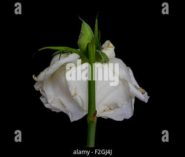 Weisse welke rose Stockfoto
