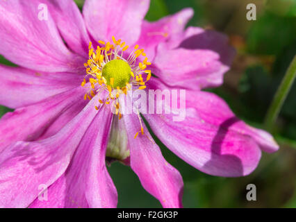 Makroaufnahme einer Anemone Hupehensis var. Japonica 'Prinz Heinrich' Stockfoto