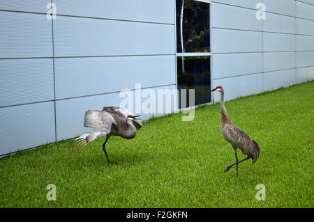 Sandhill Kran lateinische Name Grus canadensis Stockfoto