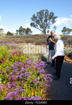Lyndoch Lavender Farm Barossa Valley South Australia Stockfoto