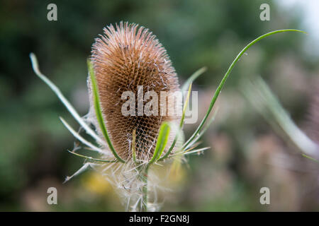 Dipsacus Fullonum Karde Saatgut Kopf Stockfoto
