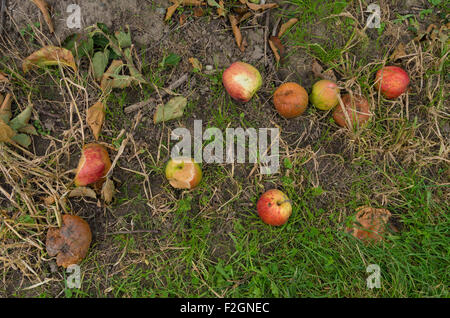 gefallenen und faulen Äpfel auf dem Boden Stockfoto