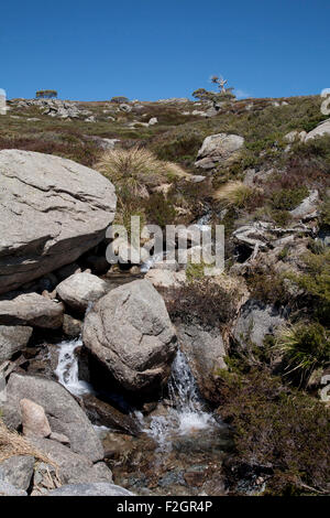 Unberührten Schneeschmelze Gebirgsbach mündet in den Snowy River Kosciuszko National Park Australien Stockfoto