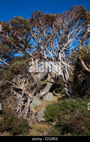 Australische Alpen Schnee Zahnfleisch im Frühling Kosciuszko National Park NSW Australia Stockfoto