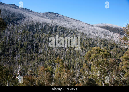 Alpine Eukalyptuswälder nachwachsende nach Buschfeuern in der Nähe von Thredbo auf Alpine Weise Kosciusko Nationalpark NSW Stockfoto