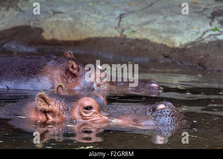 Nilpferd paar untergetaucht im Wasser Closeup Portrait Stockfoto