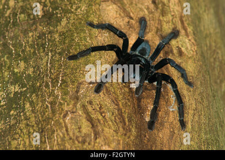 Eine schwarze Vogelspinne von Nord Sulawesi deckt das Loch im Baum, wo sie lebt. Tangkoko National Park, Nord Sulawesi, Indonesien Stockfoto