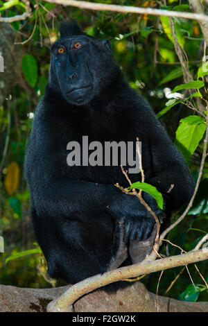 Auch eine einzelne schwarze Crested makaken als celebes schwarzen Makaken entspannt auf dem Boden im geschützten tropischen Wald von tangkoko in Sulawesi bekannt. Stockfoto