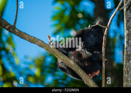 Eine schwarze Crested macaque endemisch in Nord Sulawesi sucht Parasiten im Fell, während auf einem Baum in der Tangkoko National Park in Indonesien Stockfoto