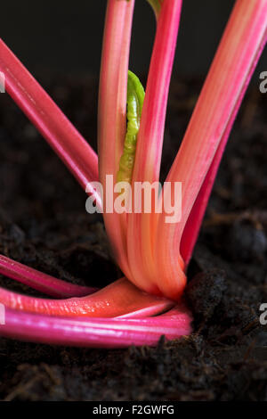 Roter Mangold Blatt Gemüse vegetarisches Gesundheit gesund Fit Fitness wachsen Silverbeet Beta Vulgaris Cicla gedeihen, Erde, Blumenerde, Blatt Rüben Stockfoto