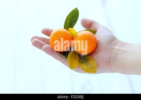 Halten Vollreife haben, Kumquat, Citrofortunella Microcarpa in der Hand Stockfoto