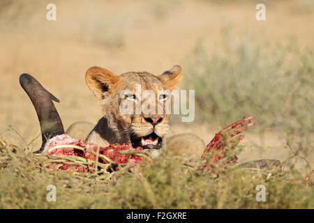 Löwin (Panthera Leo) Fütterung auf den Kadaver eines Gnus, Kalahari-Wüste, Südafrika Stockfoto