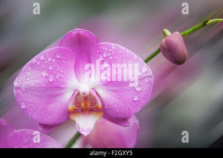 Nahaufnahme einer Orchidee mit Wasser Tropfen. Stockfoto