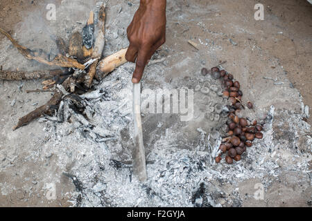 Buschmänner oder San Leute, die Zubereitung von Speisen in Botswana, Afrika Stockfoto