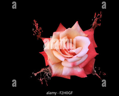 Schöne rote rose in Spritzwasser isoliert auf schwarz zu verwandeln. Stockfoto