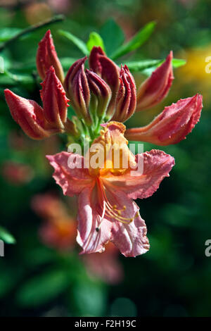 Blühenden Rhododendron in Nahaufnahme Stockfoto