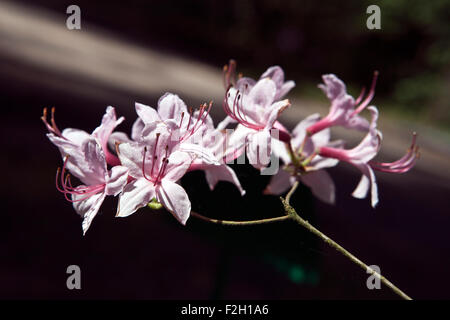 Blühenden Rhododendron in Nahaufnahme Stockfoto