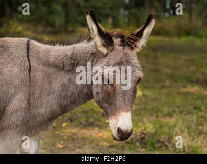 Nahaufnahme, ein graues Pony in einem Feld. Das Pony ist in Richtung der Kamera suchen. Stockfoto