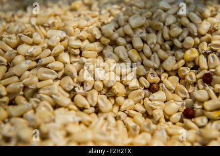 Nahaufnahme von getrockneten Mais (Zea Mays) in Botswana, Afrika Stockfoto