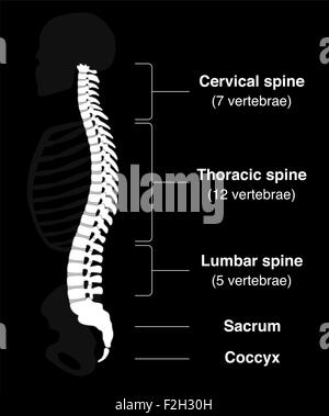 Menschliche Rückgrat mit Namen der Abschnitte der Wirbelsäule und der Anzahl der Wirbel. Stockfoto