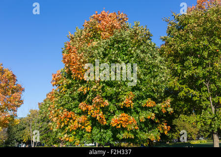 Ahornbäume im Herbst in Kanada mit Textfreiraum Stockfoto