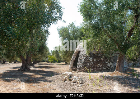 Bau der typischen Trullo in Apulien, Italien, ländlichen Gegend mit vielen Olivenbäumen Stockfoto