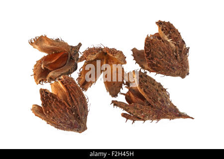 Bucheckern und Schalen auf einem weißen Hintergrund. Stockfoto