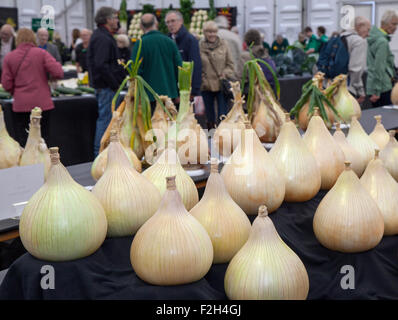 Riesige, preisgekrönte Zwiebeln werden in Harrogate, Yorkshire, Großbritannien, ausgestellt. September 2015. Harrogate Annual Autumn Flower Show, zu den Attraktionen gehört der riesige Gemüsewettbewerb, der zu den drei besten Gartenveranstaltungen Großbritanniens zählt. Stockfoto