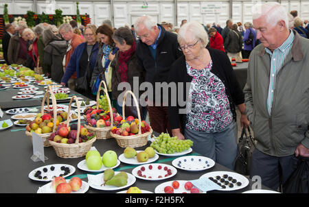 Obst- und Gemüskörbe in Harrogate, Yorkshire, Großbritannien. September 2015. Jährliche Herbstblumen-Show, zu den Attraktionen gehören der riesige Gemüsewettbewerb und die Anordnung der perfekten Früchte. Die Veranstaltung zählt zu den drei besten Gartenveranstaltungen Großbritanniens. Stockfoto