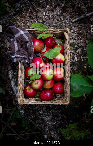 Äpfel im Korb mit Handtuch am Waldboden. Ansicht von oben Stockfoto