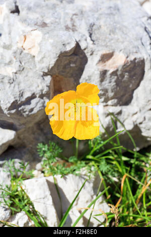 Foto von Papaver Alpinum Kerneri Blume im slowenischen Landschaft Stockfoto