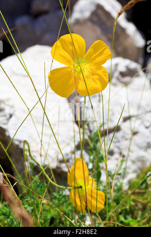 Foto von Papaver Alpinum Kerneri Blume im slowenischen Landschaft Stockfoto