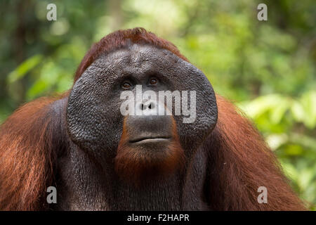 Dominanten männlichen Orang-Utans in Borneo Stockfoto