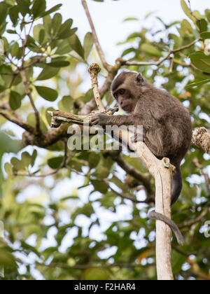 Lange tailed Macaque in toter Baum Stockfoto