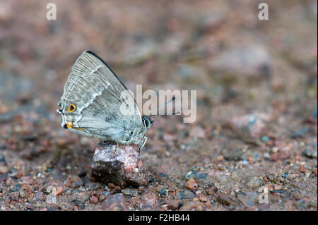 Lila Zipfelfalter Schmetterling (Favonius Quercus – ehemals Neozephyrus Quercus), UK Stockfoto