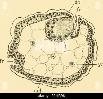 Embryologie von Insekten und Tausendfüßler; die Entwicklungsgeschichte der Insekten, Tausendfüßler und Millepedes von Ei Desposition [!] t Stockfoto