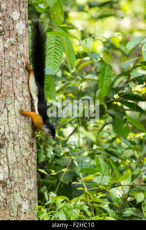 Prevost Eichhörnchen Klettern Baum in Borneo Stockfoto