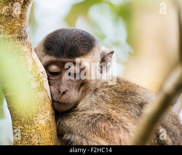 Junge lange tailed Macaque schlafen in einem Baum Stockfoto