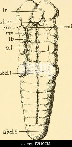 Embryologie von Insekten und Tausendfüßler; die Entwicklungsgeschichte der Insekten, Tausendfüßler und Millepedes von Ei Desposition [!] t Stockfoto