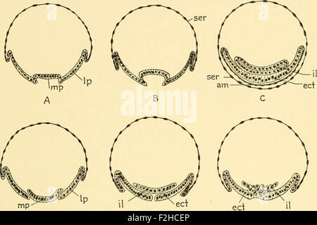 Embryologie von Insekten und Tausendfüßler; die Entwicklungsgeschichte der Insekten, Tausendfüßler und Millepedes von Ei Desposition [!] t Stockfoto